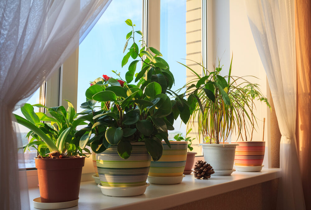taimed vähendavad müra